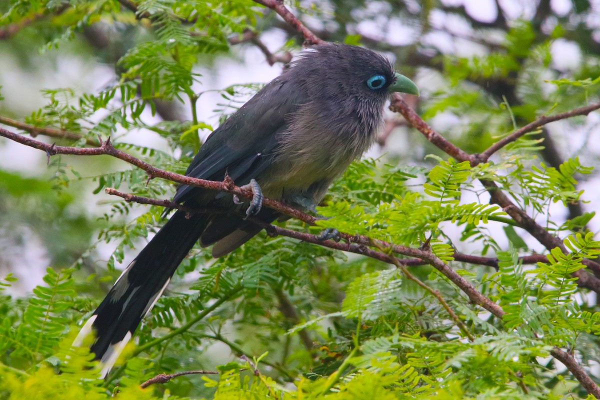 Blue-faced Malkoha - ML503221711