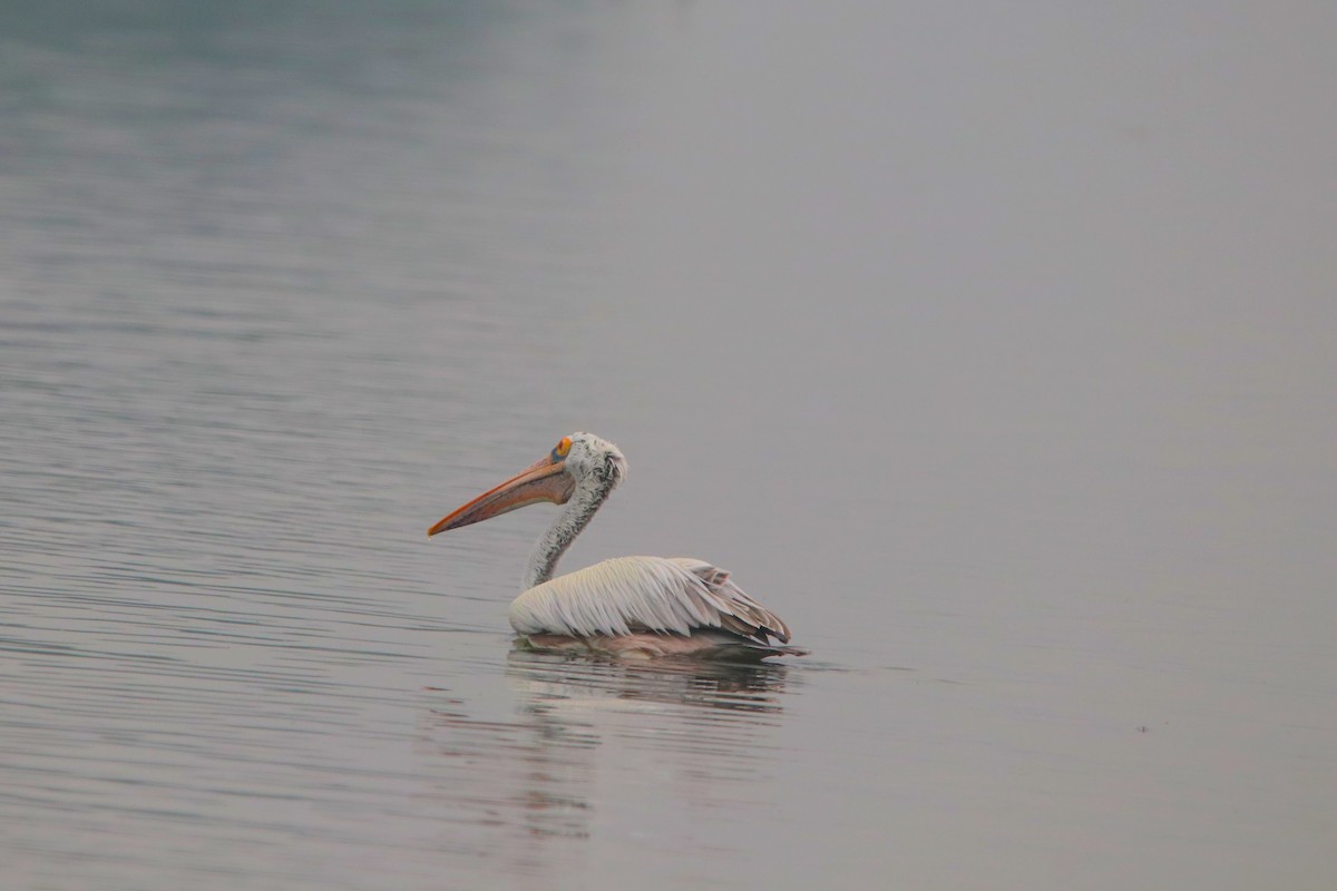 Spot-billed Pelican - Ravi Jesudas