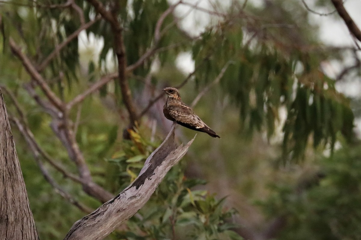 Spotted Nightjar - ML503223041