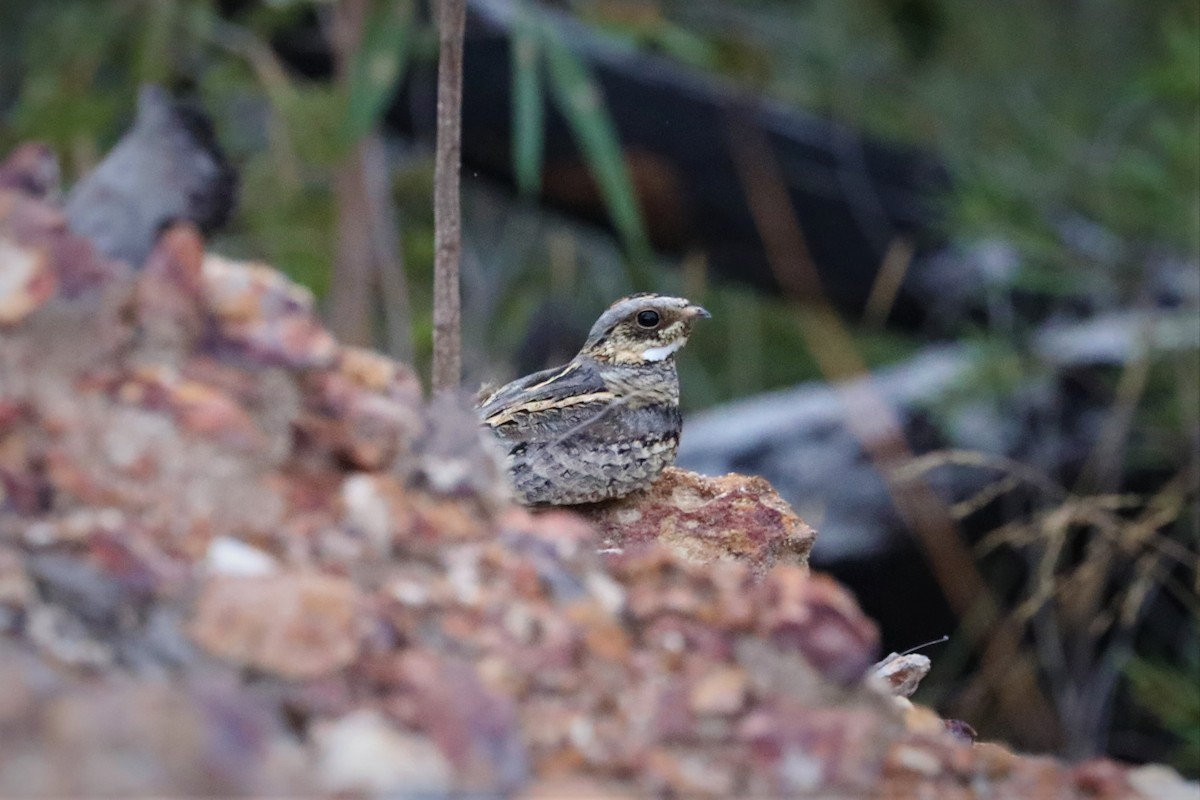 Spotted Nightjar - ML503223051