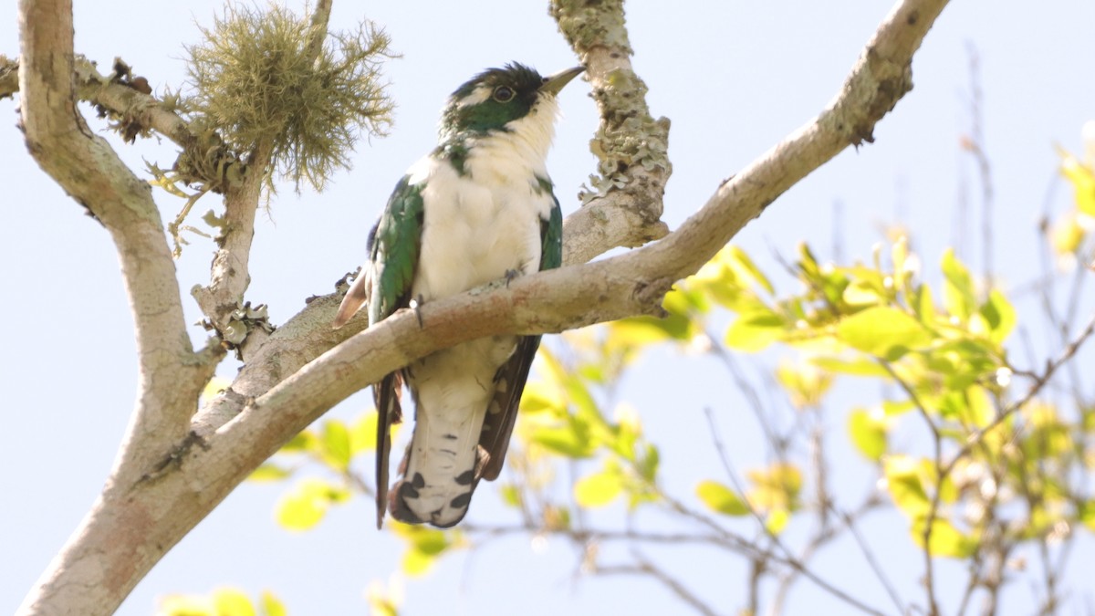 Klaas's Cuckoo - ML503223531