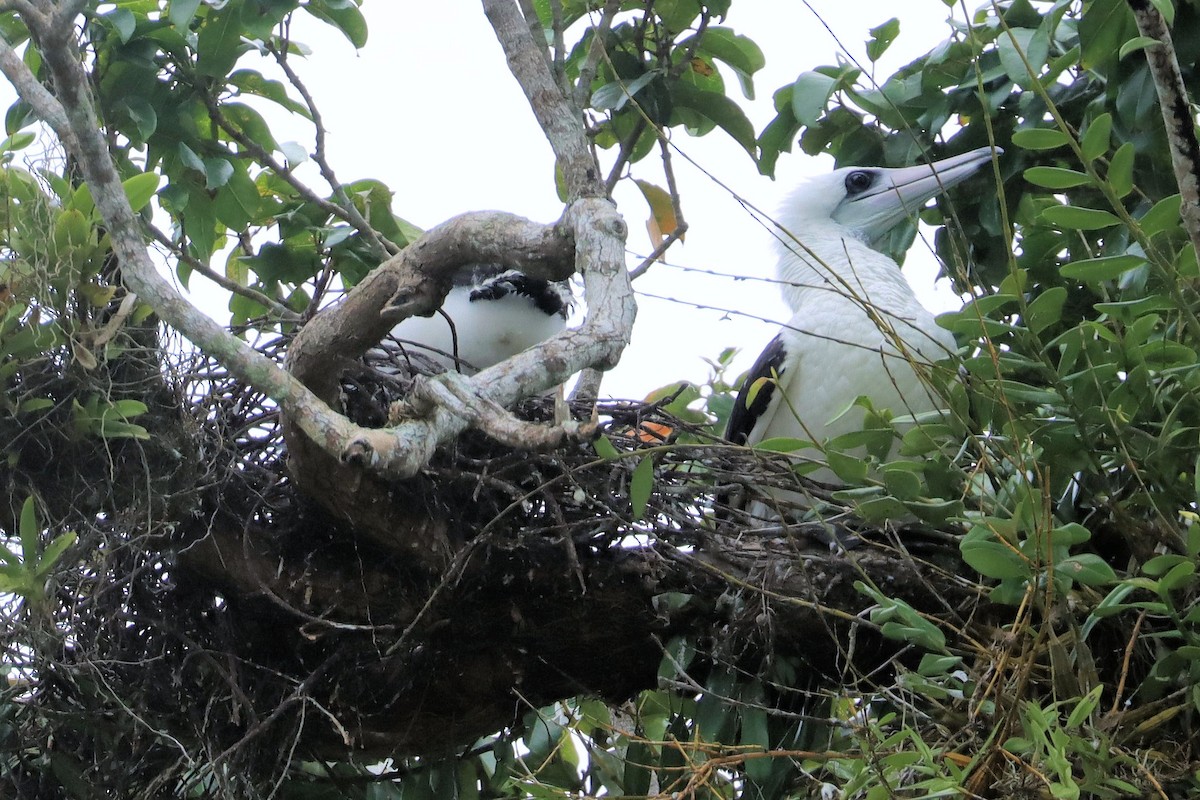 Abbott's Booby - ML503223551