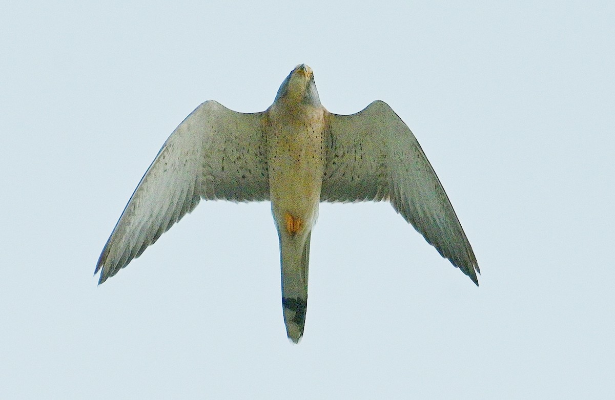 Зээрд шонхор - ML503224831