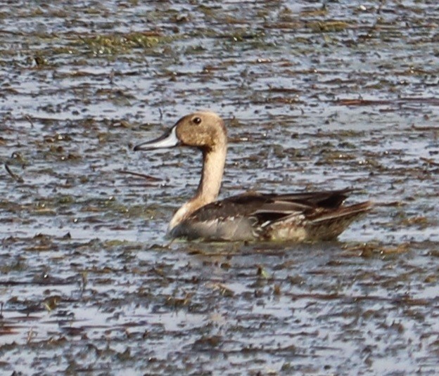 Northern Pintail - ML503225211