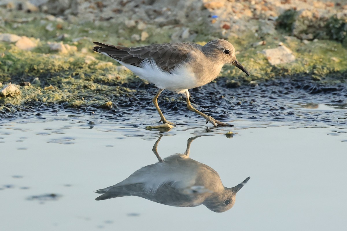 Temminck's Stint - Peter Christiaen