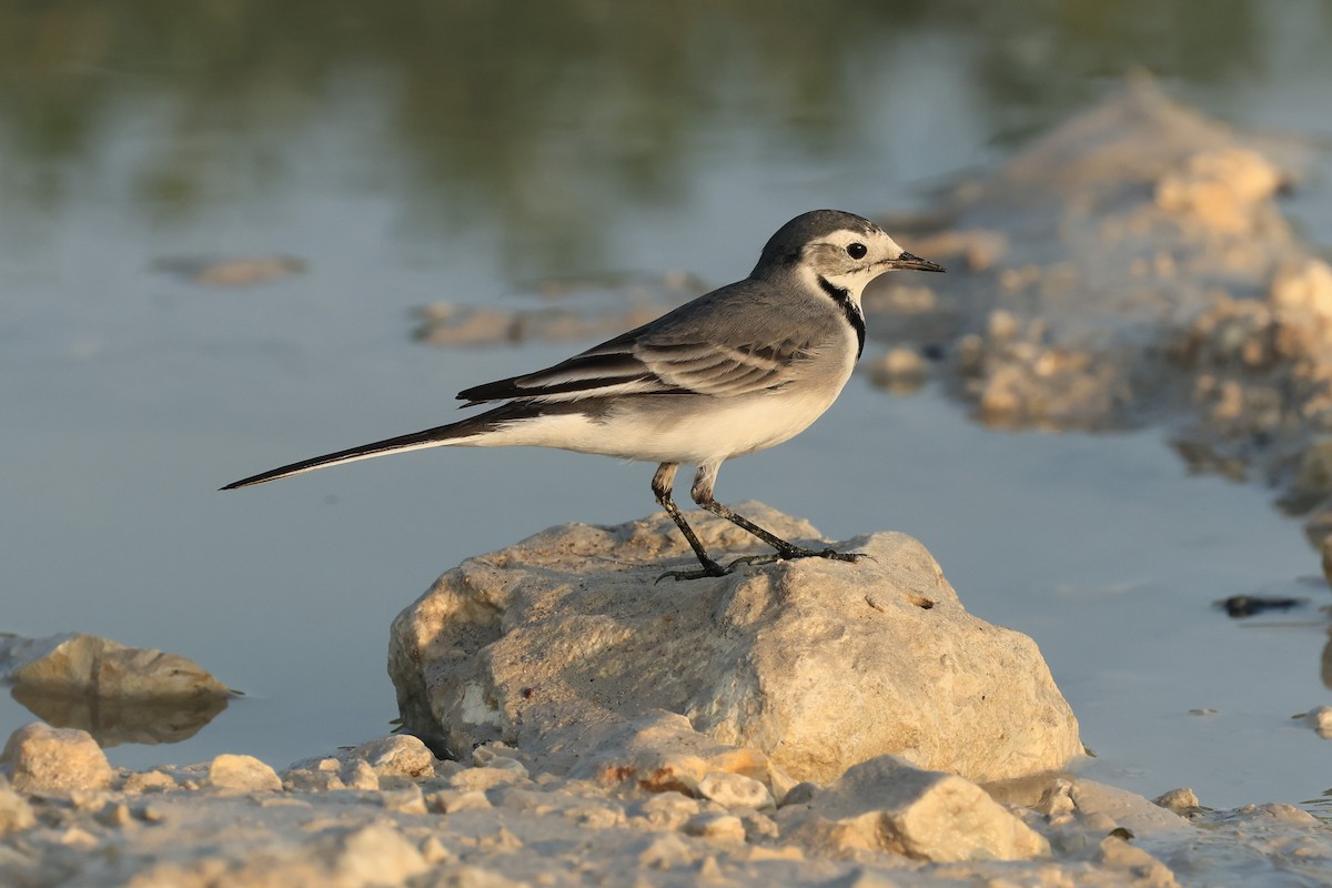 White Wagtail - Peter Christiaen