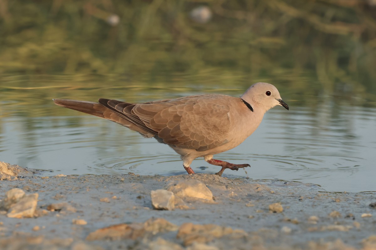 Eurasian Collared-Dove - ML503226541