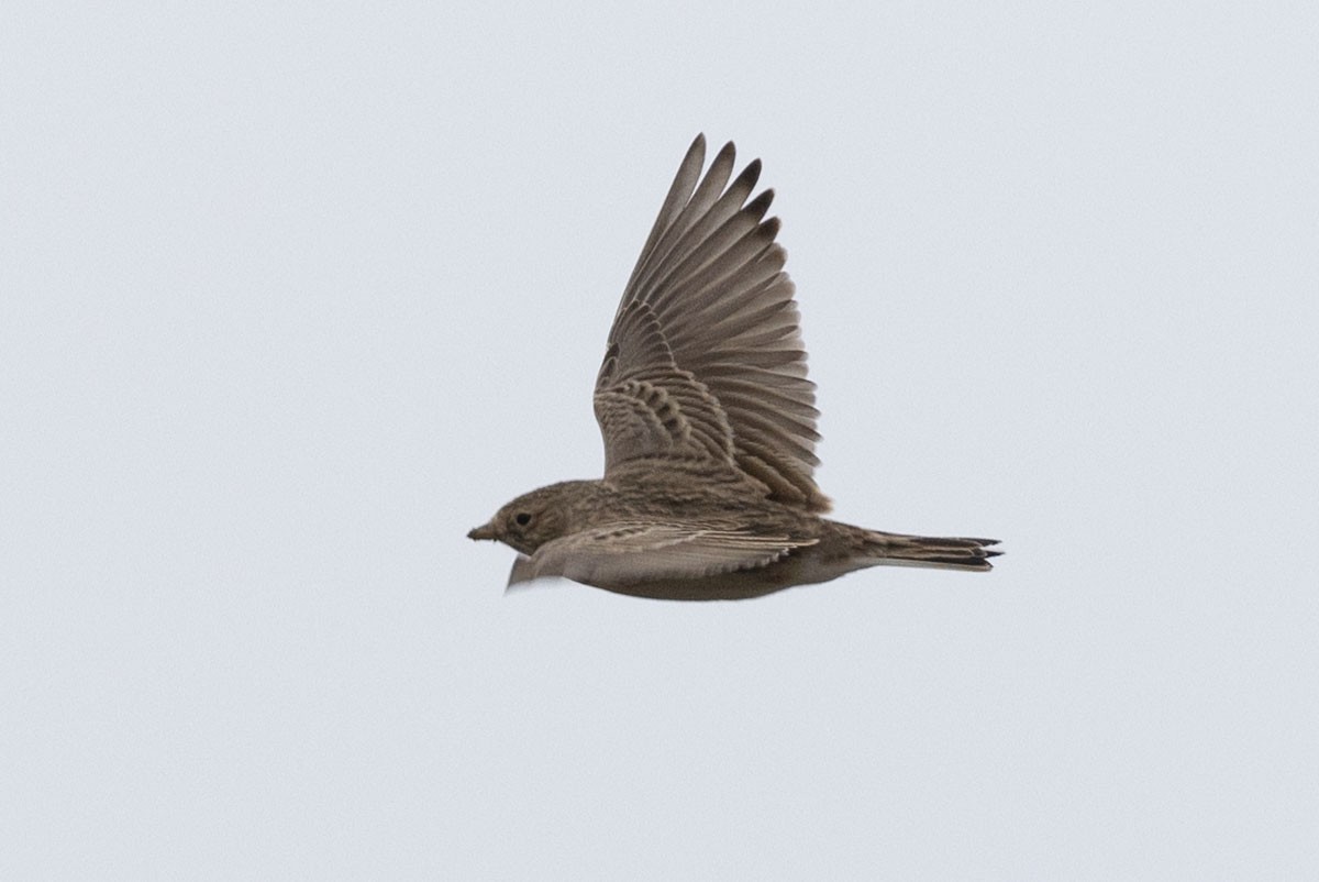 Цөлийн жиргэмэл - ML503228011