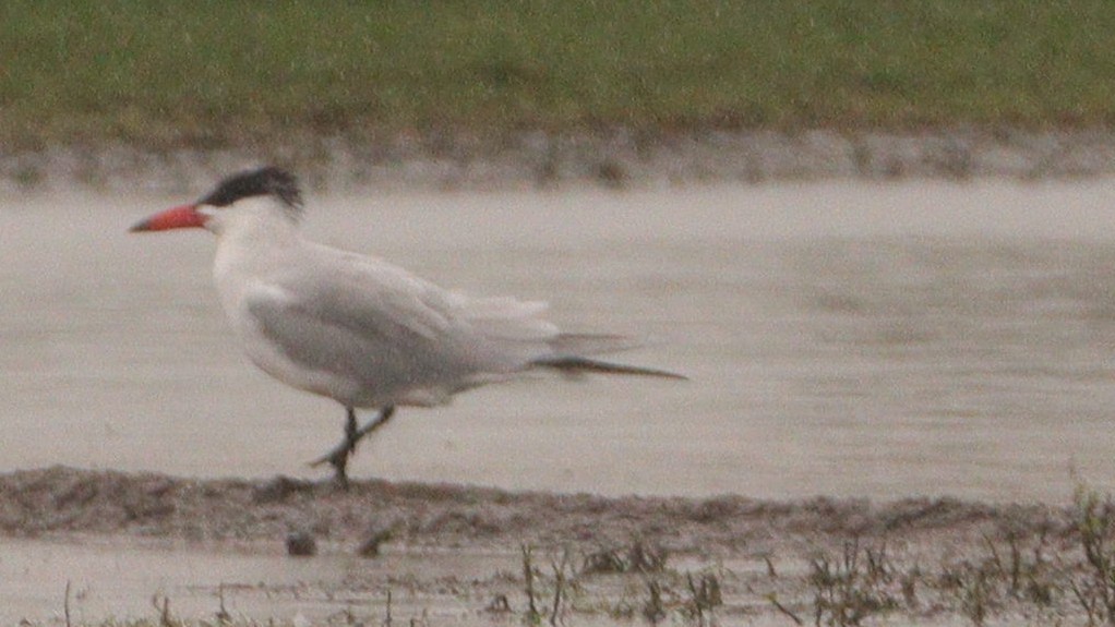 Caspian Tern - ML503228641
