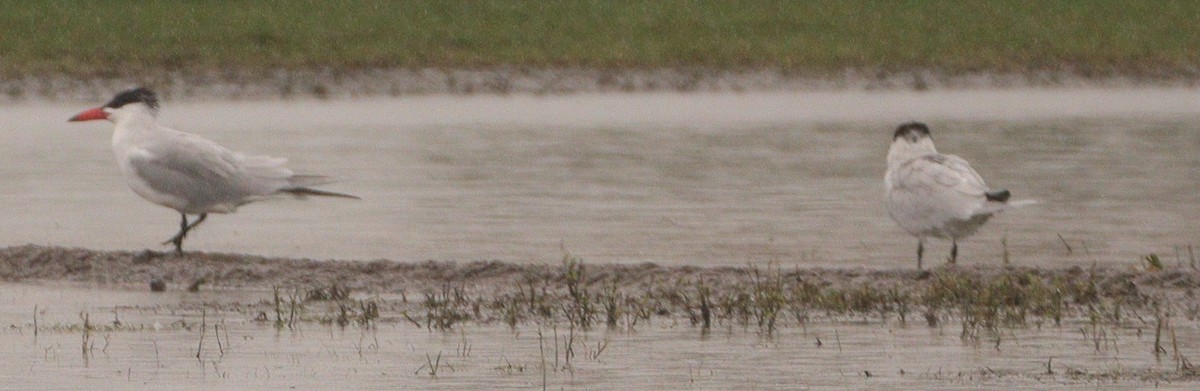 Caspian Tern - ML503228651