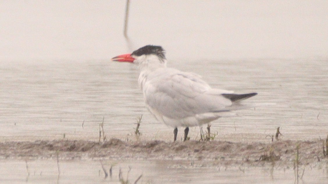 Caspian Tern - ML503228661