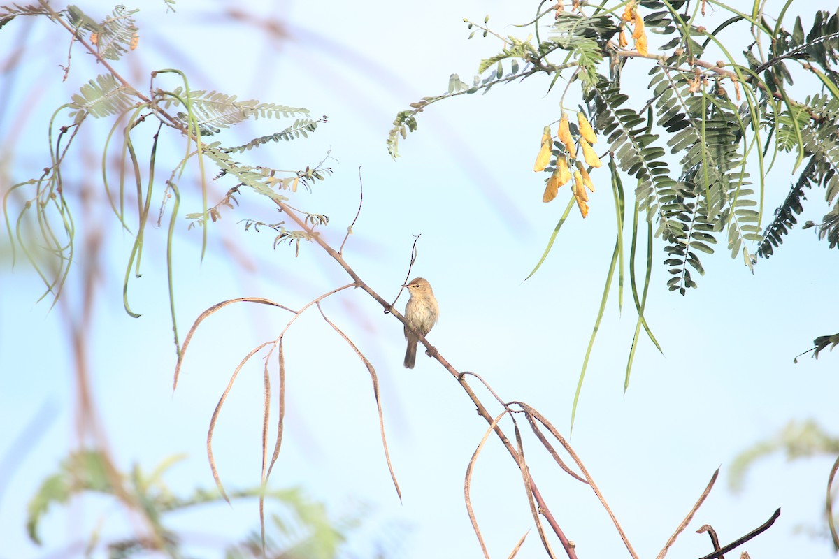 Booted/Sykes's Warbler - ML503228981