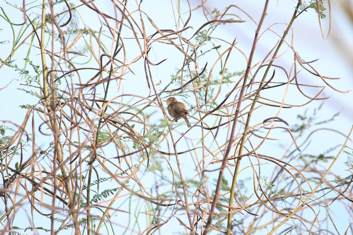 Booted/Sykes's Warbler - ML503228991