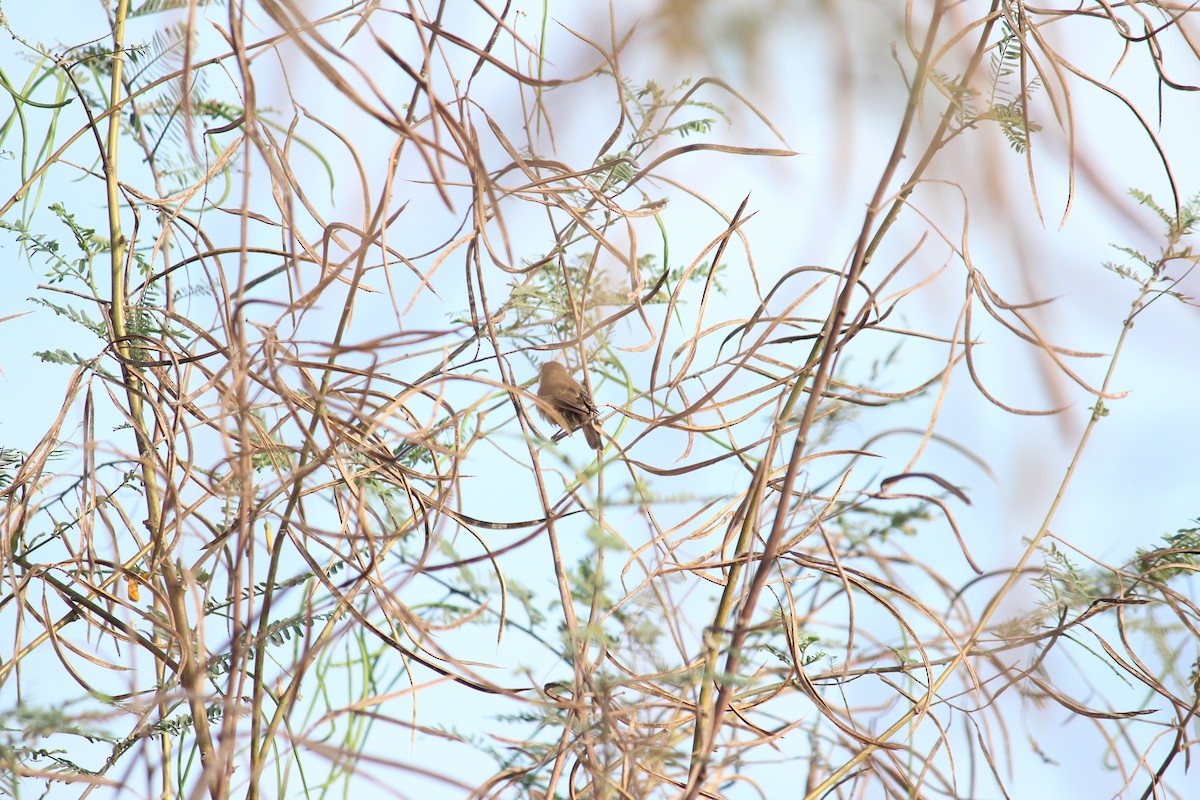 Booted/Sykes's Warbler - Tomson Francis