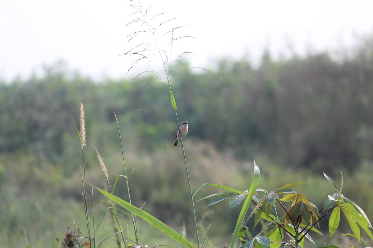 Siberian Stonechat - ML503229051