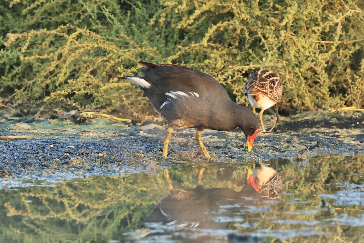 Eurasian Moorhen - Peter Christiaen