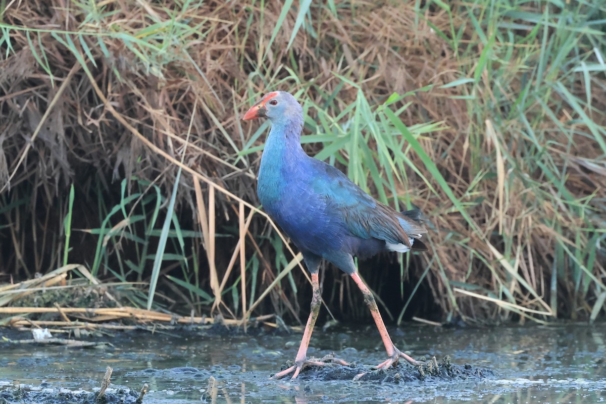 Gray-headed Swamphen - ML503229191