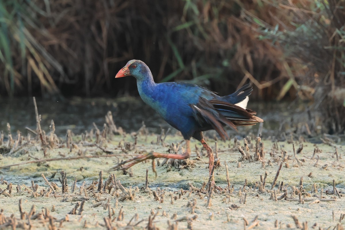 Gray-headed Swamphen - Peter Christiaen