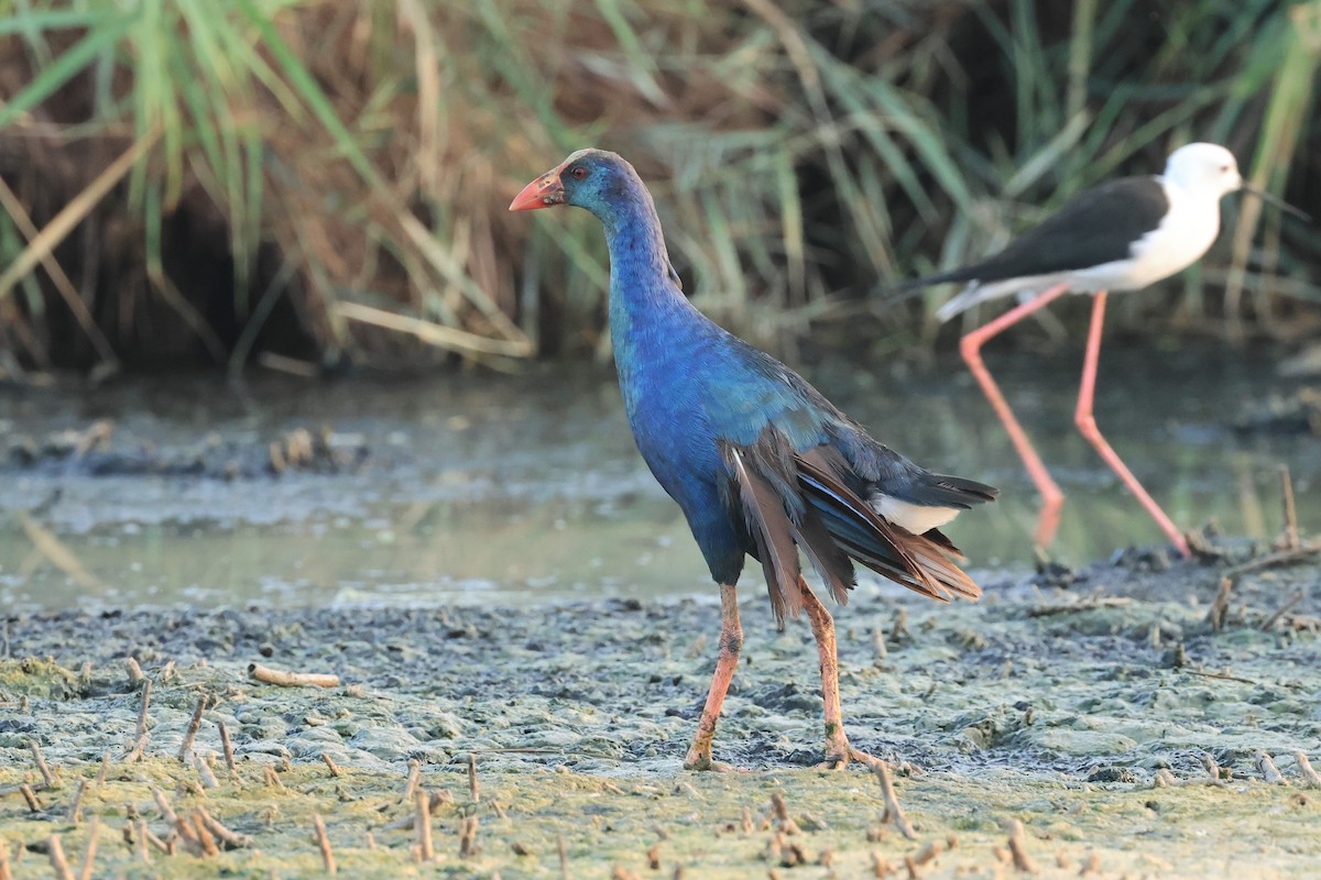 Gray-headed Swamphen - ML503229281