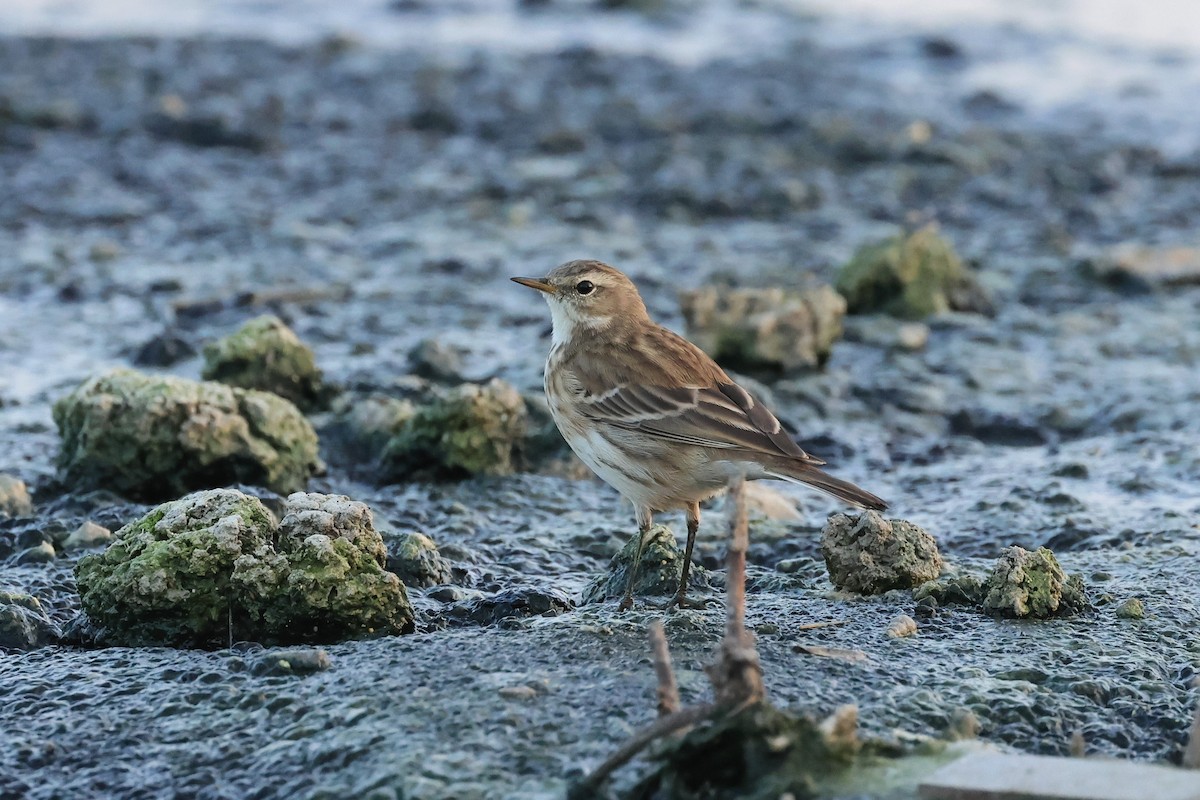 Water Pipit - Peter Christiaen