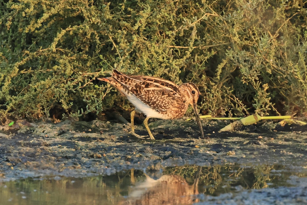 Common Snipe - ML503229451