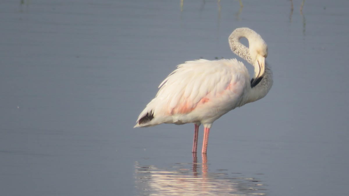 ub. flamingo (Phoenicopteridae sp.) - ML503230881