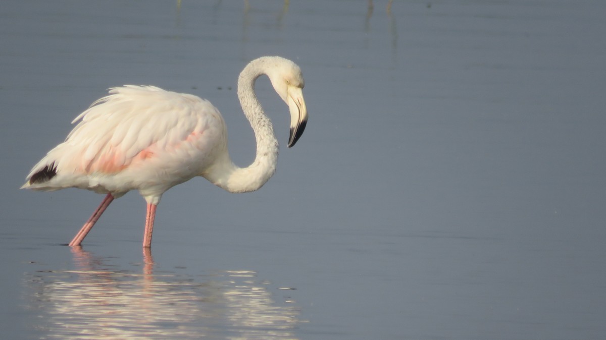 flamingo sp. - ML503230891