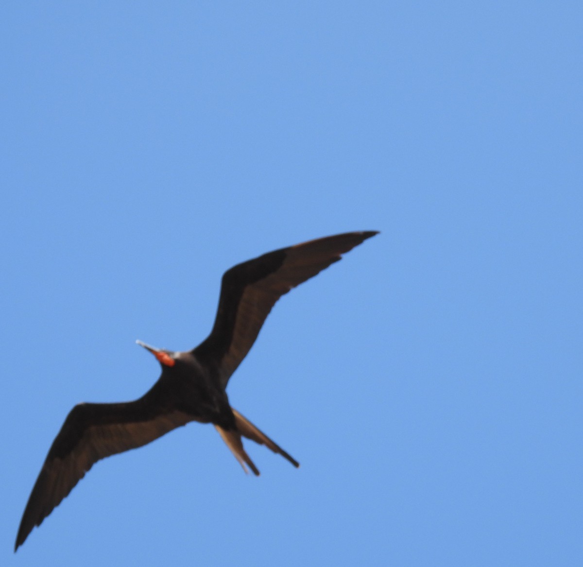 Magnificent Frigatebird - ML503231801