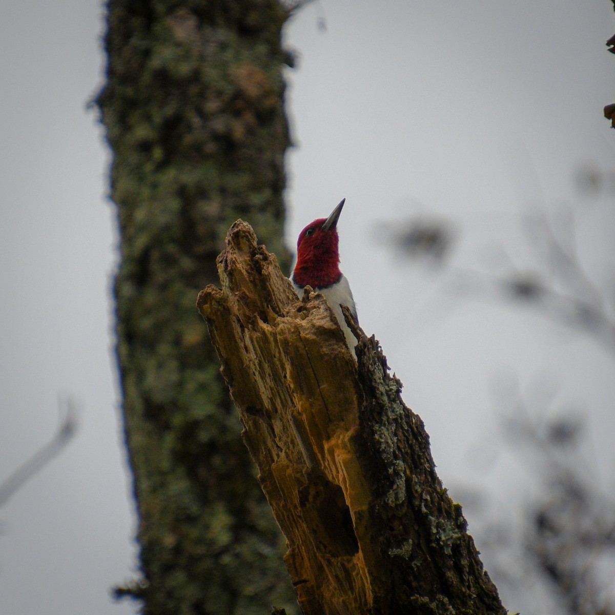 Red-headed Woodpecker - ML503232141