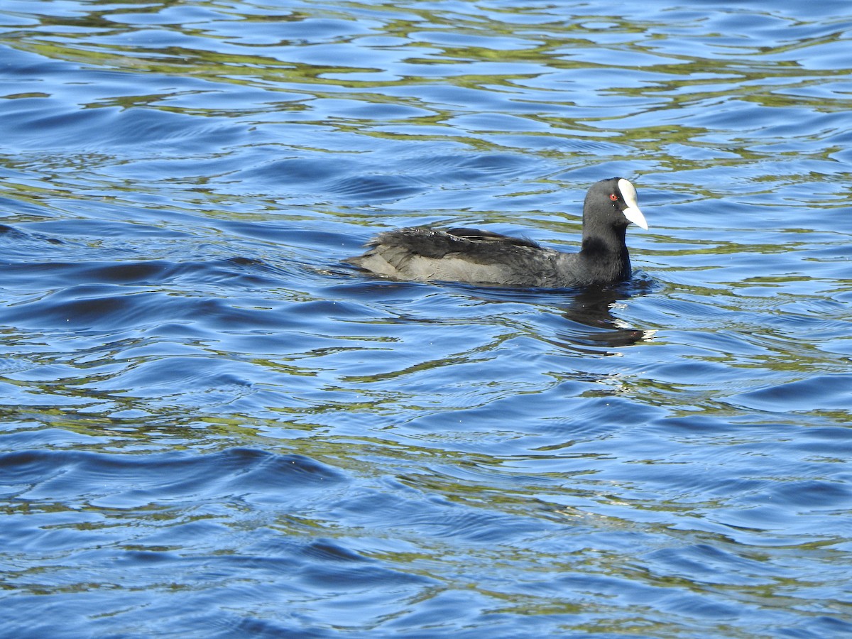 Eurasian Coot - DS Ridley