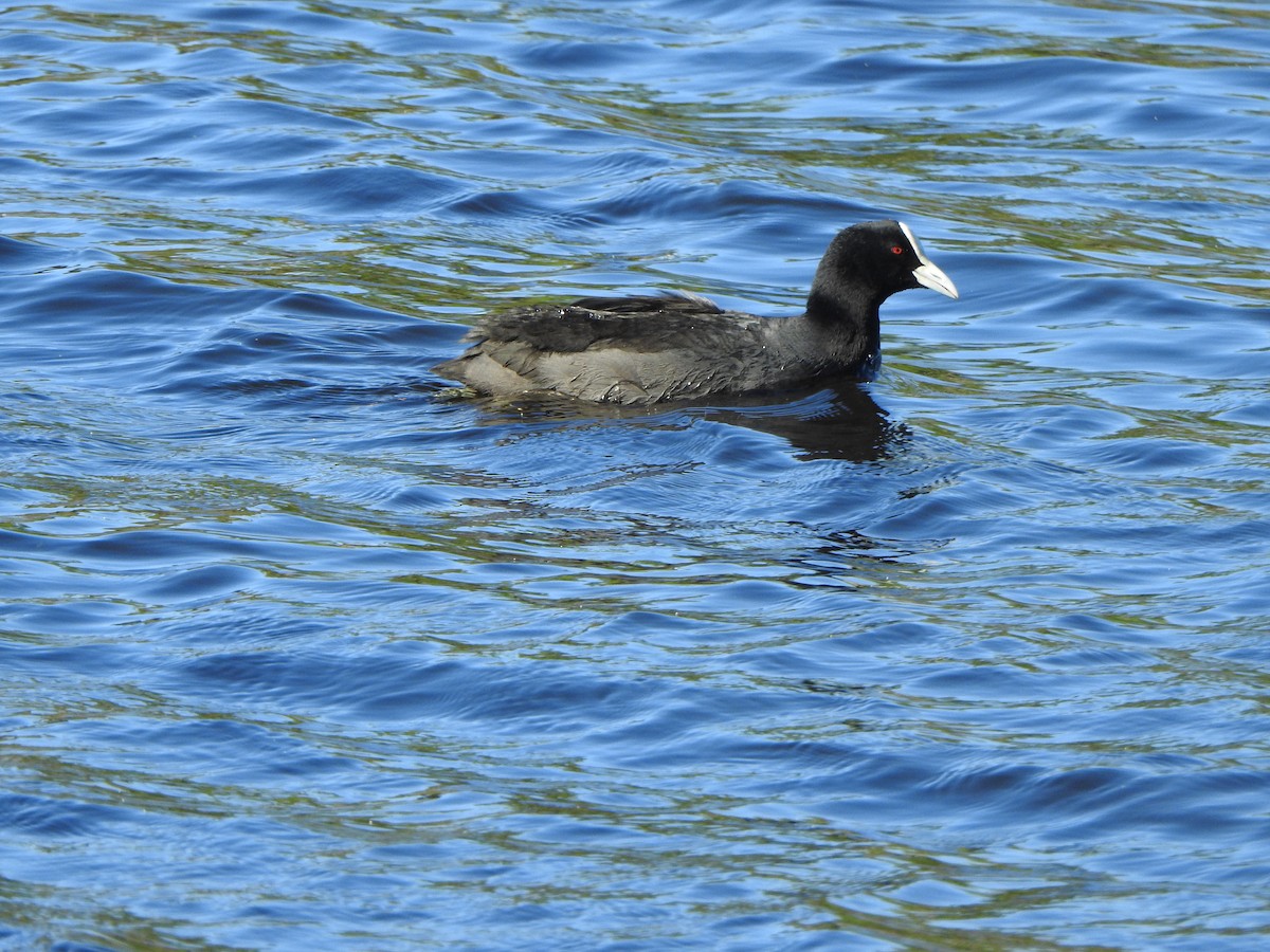 Eurasian Coot - DS Ridley