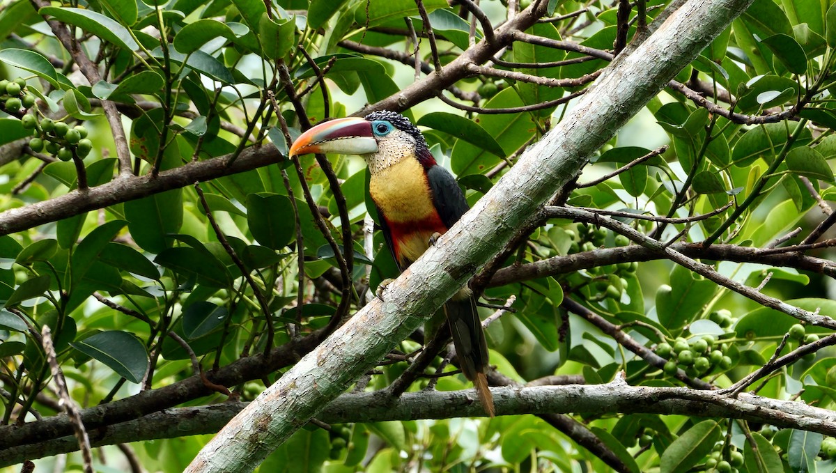 Curl-crested Aracari - Josep del Hoyo