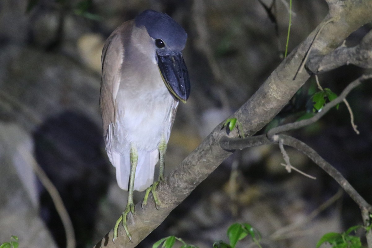 Boat-billed Heron - ML503233601