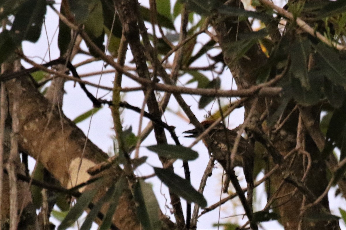 Spotted Puffbird - ML503233791