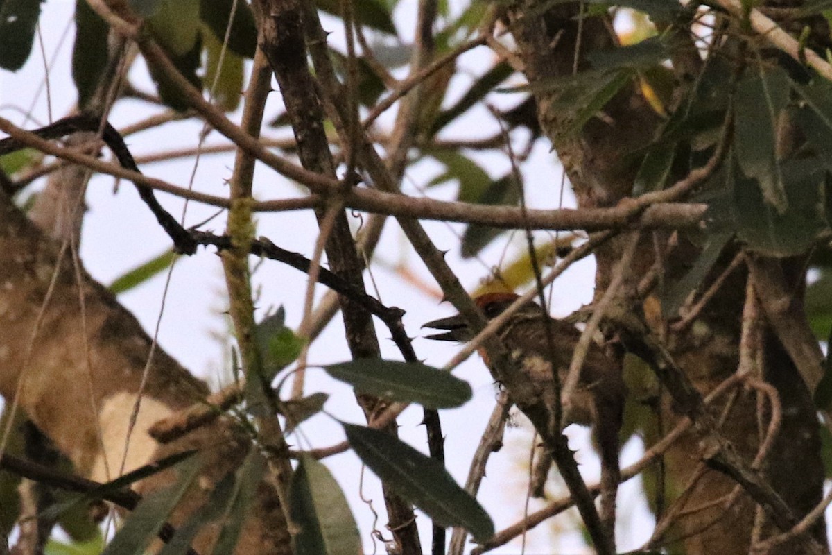 Spotted Puffbird - ML503233801