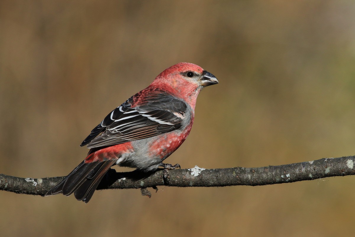 Pine Grosbeak - ML503234361