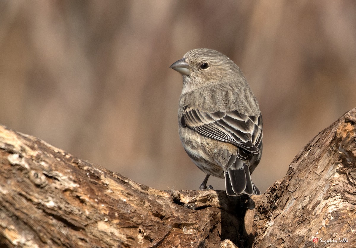 House Finch - ML50323491