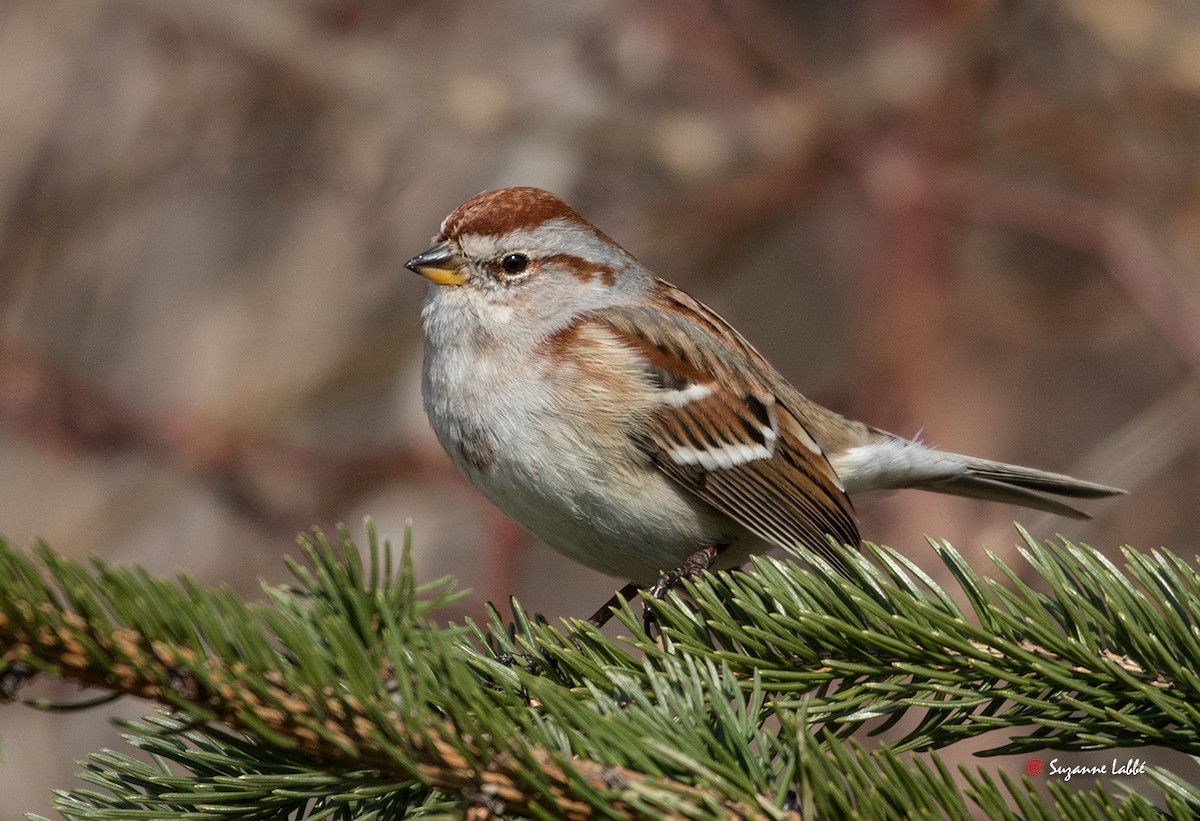 American Tree Sparrow - Suzanne Labbé