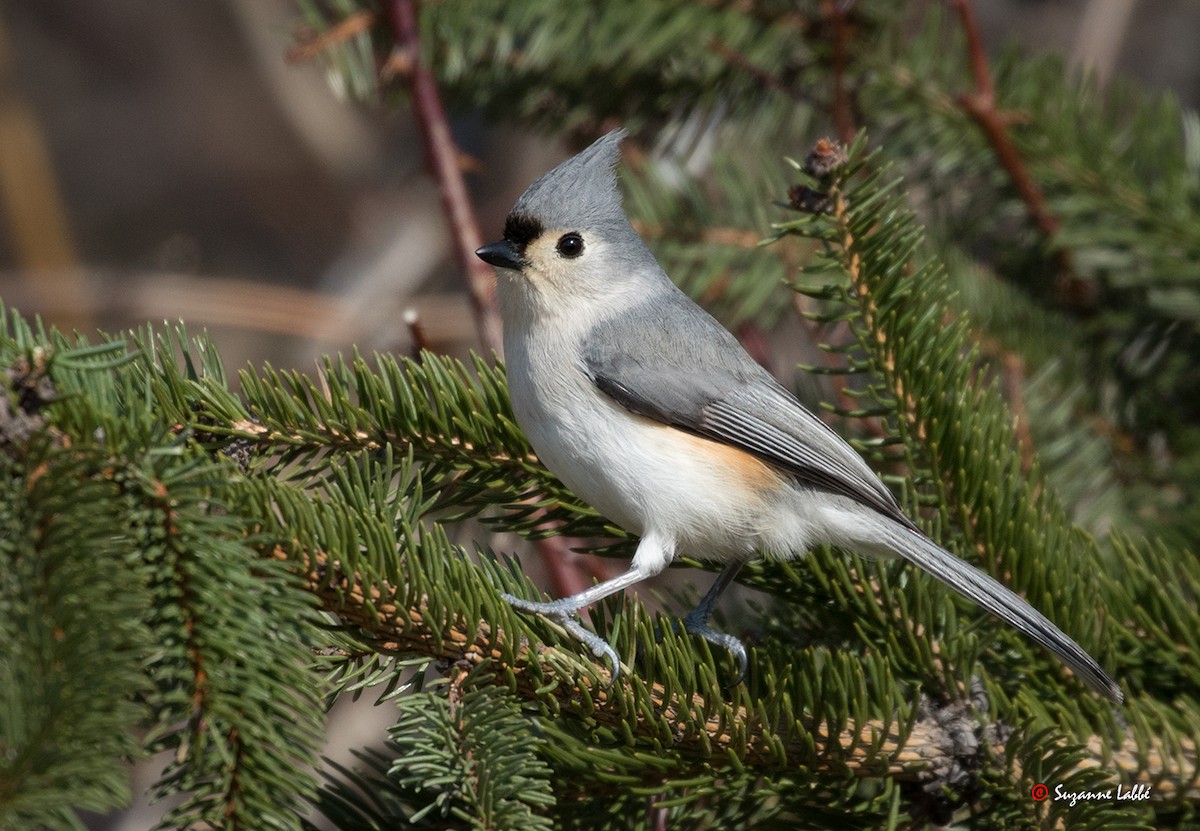 Tufted Titmouse - Suzanne Labbé