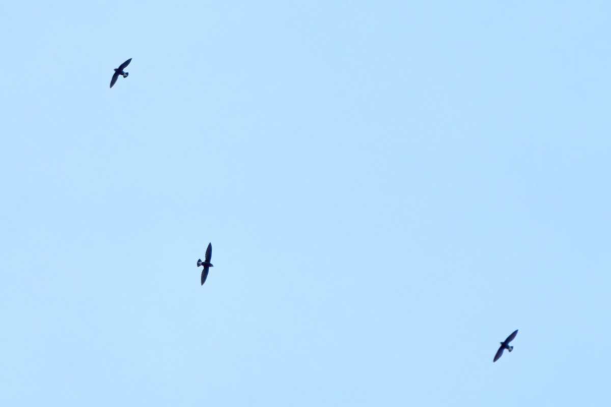 Silver-backed Needletail - Yuh Woei Chong