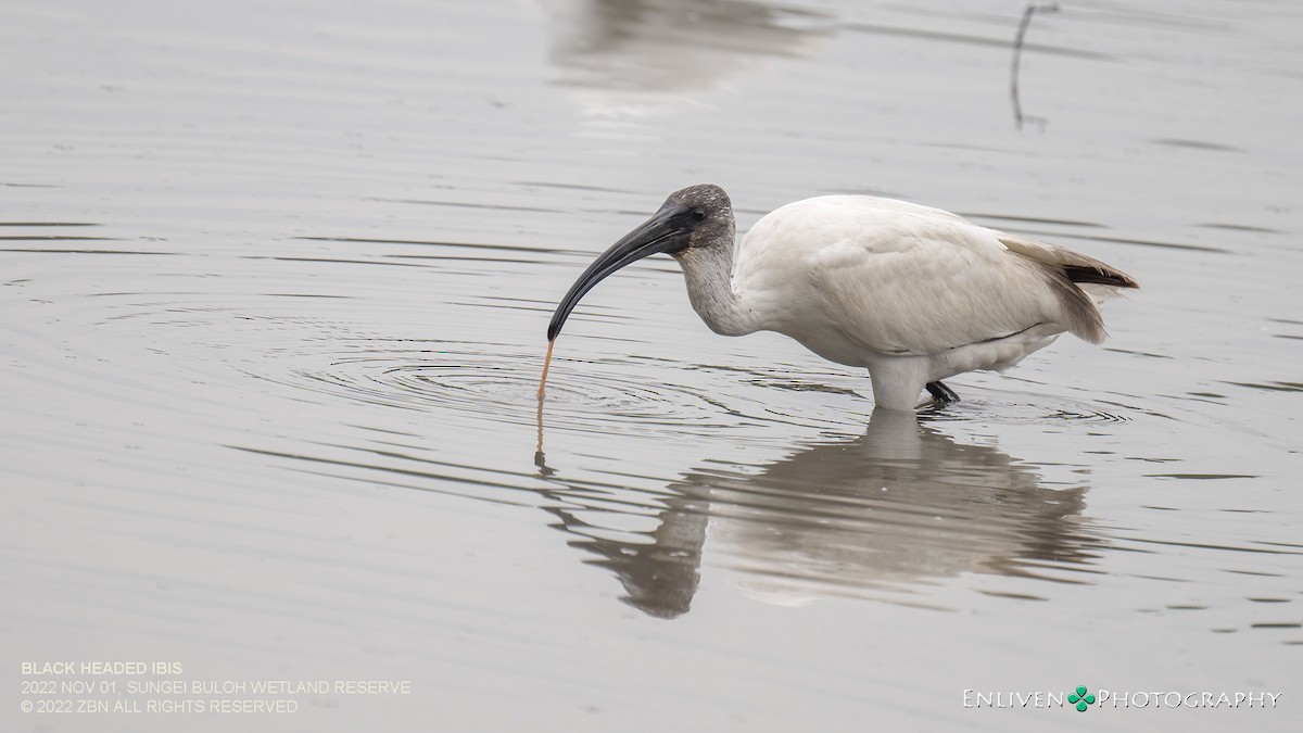 Black-headed Ibis - Vincent Yeow-Ming NG