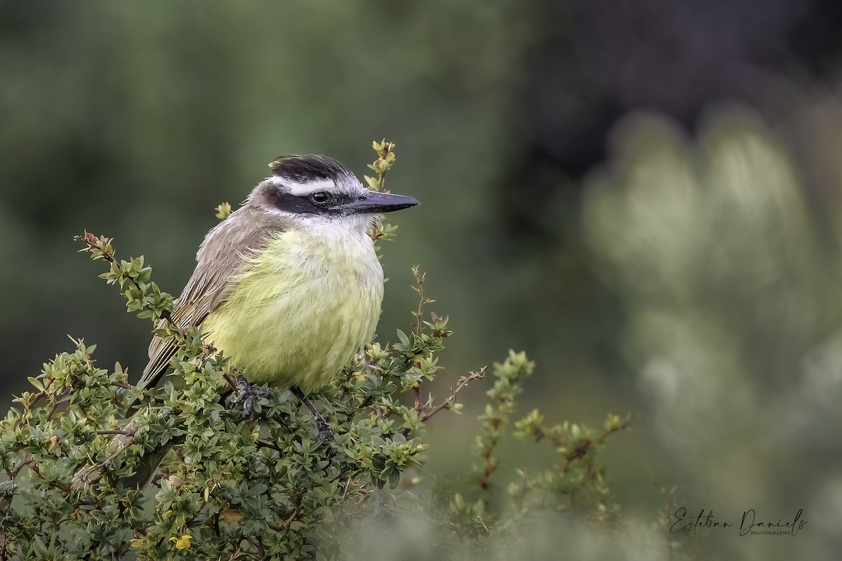 Great Kiskadee - ML503237631