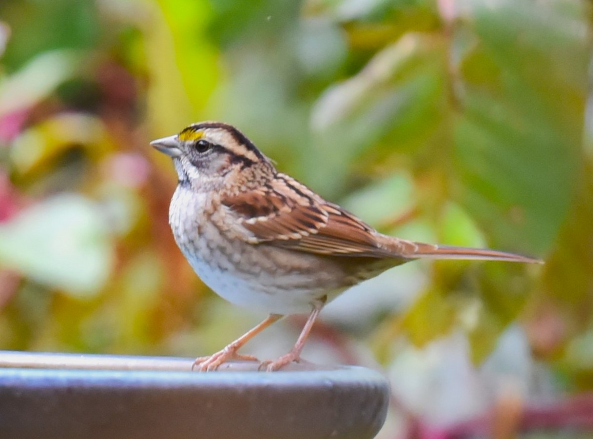 White-throated Sparrow - Karen Avants