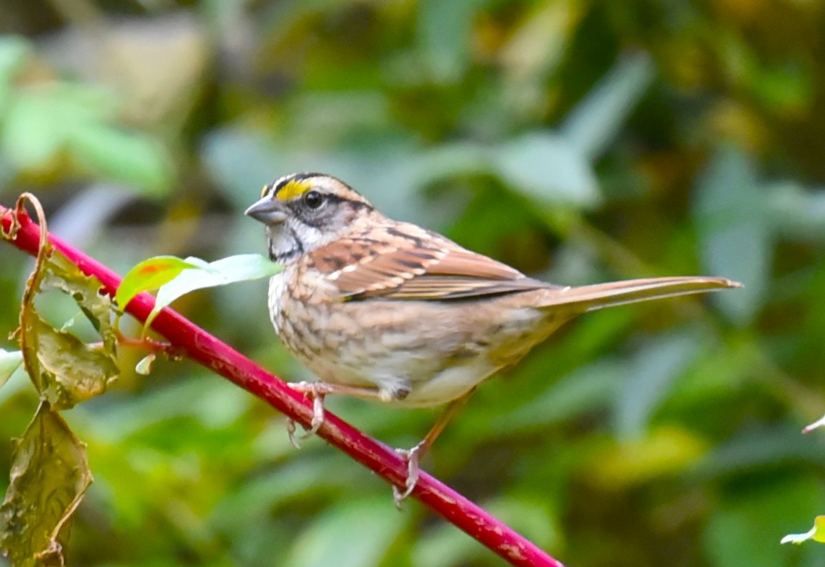 White-throated Sparrow - Karen Avants