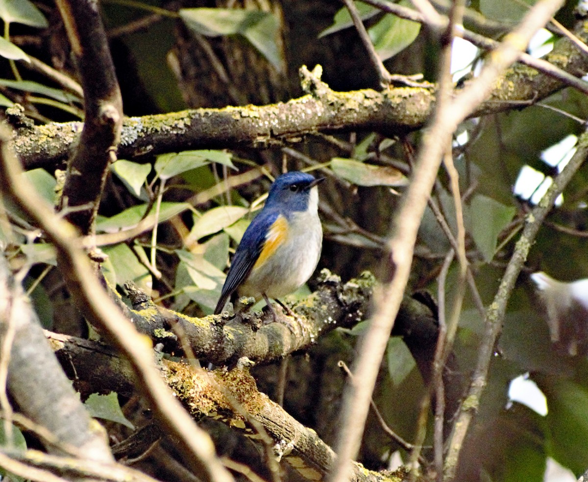 Himalayan Bluetail - ML503239741