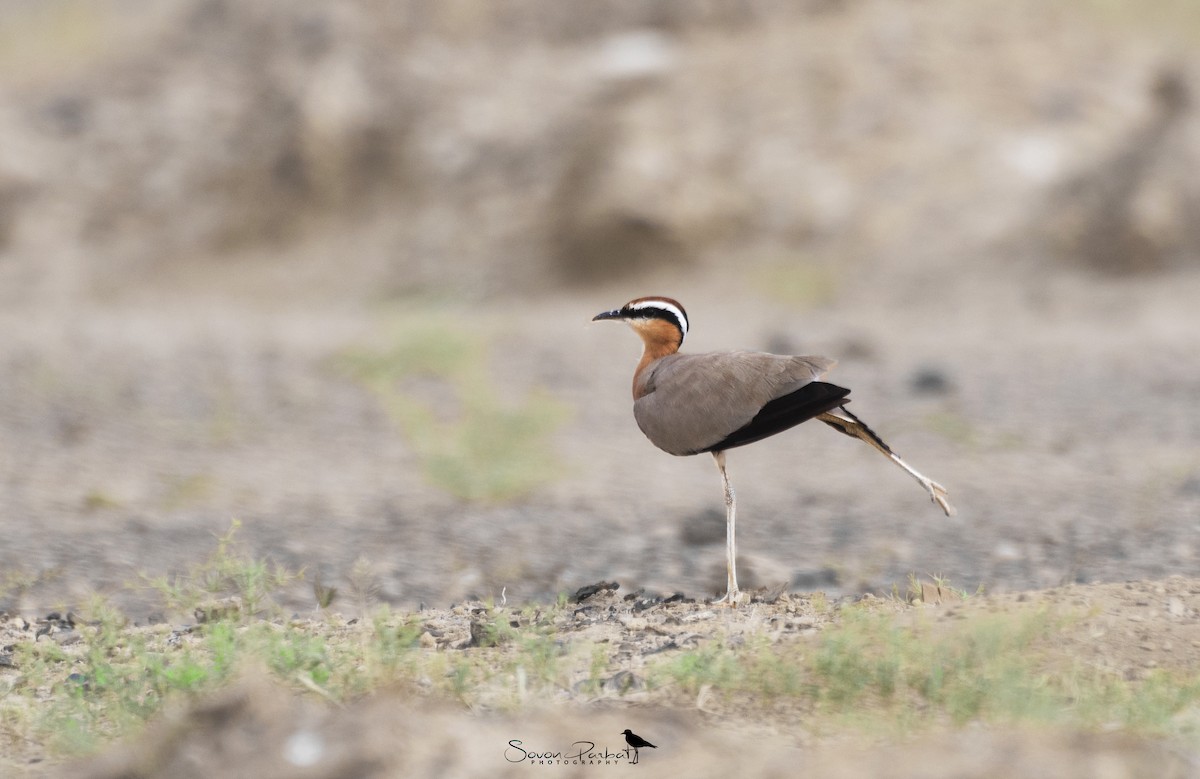 Indian Courser - ML503239971