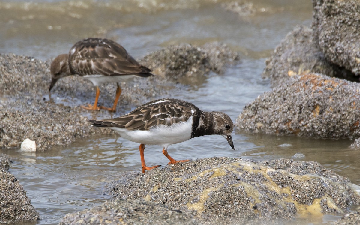 Ruddy Turnstone - ML503240241