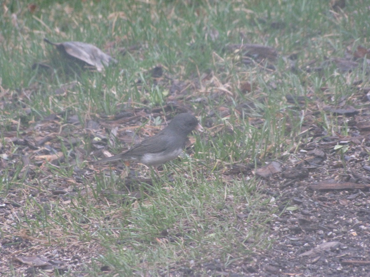 Junco ardoisé (hyemalis/carolinensis) - ML50324051