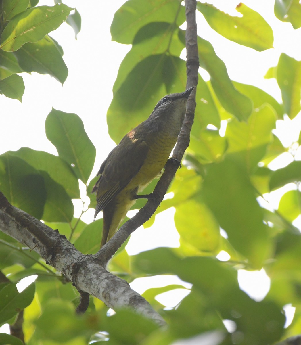 Purple-throated Cuckooshrike - ML503240691