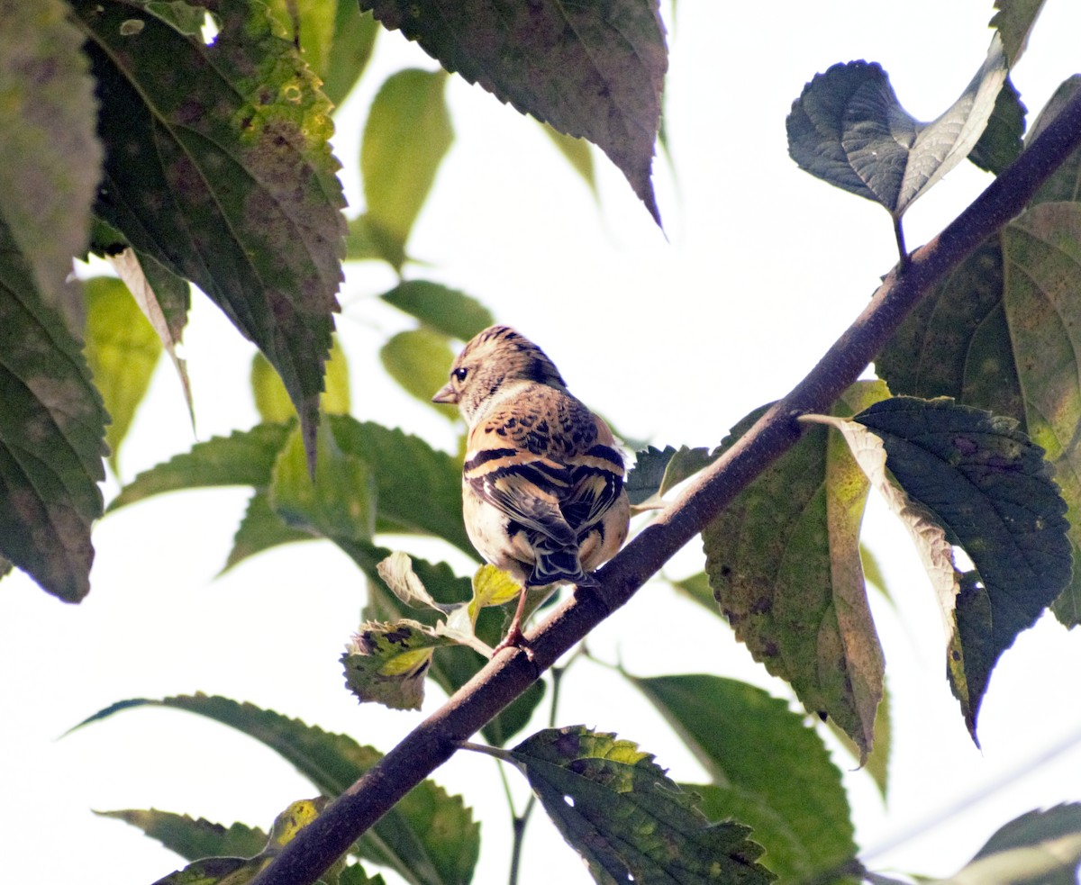 Brambling - ML503240781